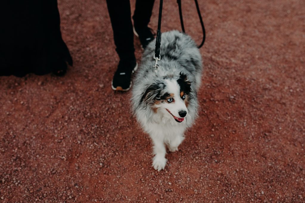 Engagement Photos at Papago Park with Mini Aussie